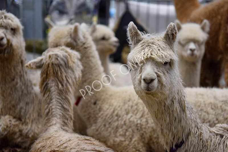 IWP7295 
 HoEAG Spring Fiesta 2022 
 Keywords: Surrey Photographer, Alpacas, Suri, Huacaya, HoEAG, Spring Fiesta, 2022, Heart of England Alpaca Group