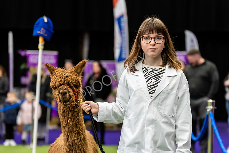 IWP0806 
 BAS National Show 2024 
 Keywords: British Alpaca Society, National Show, 2024, Champion of Champions Fleece Show, Alpaca, Suri, Huacaya