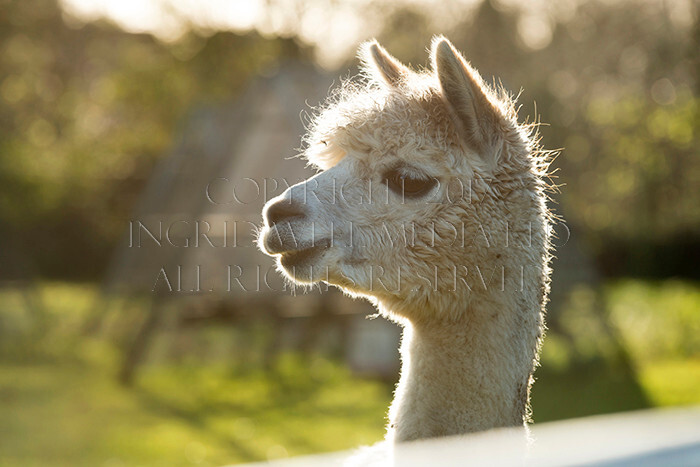 IWM0164 
 ALPACAS 
 Keywords: INGRID WEEL MEDIA LTD, ALPACAS, HUACAYA, SURI, BACKYARD ALPACA COMPANY, NORFOLK