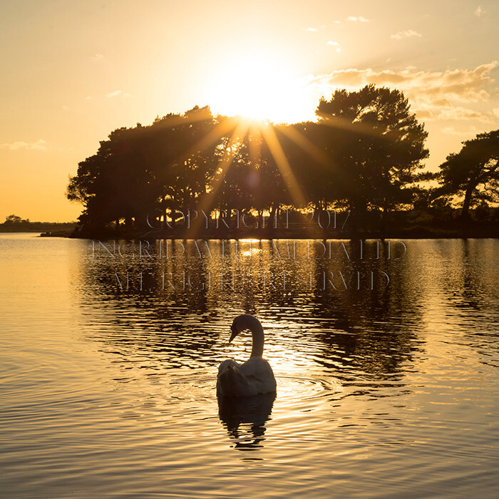 IWM9198 
 NEW FOREST 
 Keywords: INGRID WEEL MEDIA LTD, CORPORATE PHOTOGRAPHY SURREY, BUSINES PHOTOGRAPHY, WEDDING PHOTOGRAPHY, FINE ART PHOTOGRAPHY, FAMILY PHOTOGRAPHY, SOCIAL, BRITISH WILDLIFE, FALLOW DEER, DONKEY, SWAN, HATCHET POND