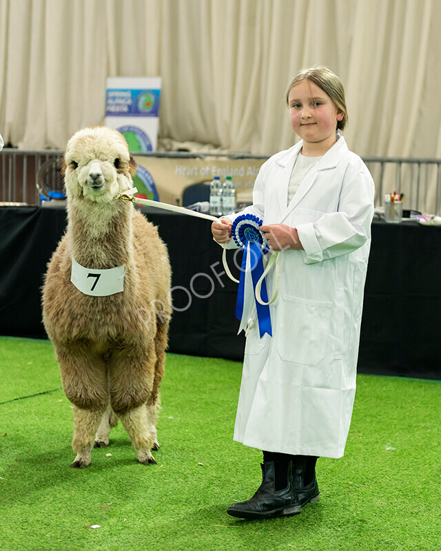 IWP2570 
 HoEAG Spring Fiesta 2023 
 Keywords: Surrey Photographer, Alpacas, Suri, Huacaya, HoEAG, Spring Fiesta, 2023, Heart of England Alpaca Group