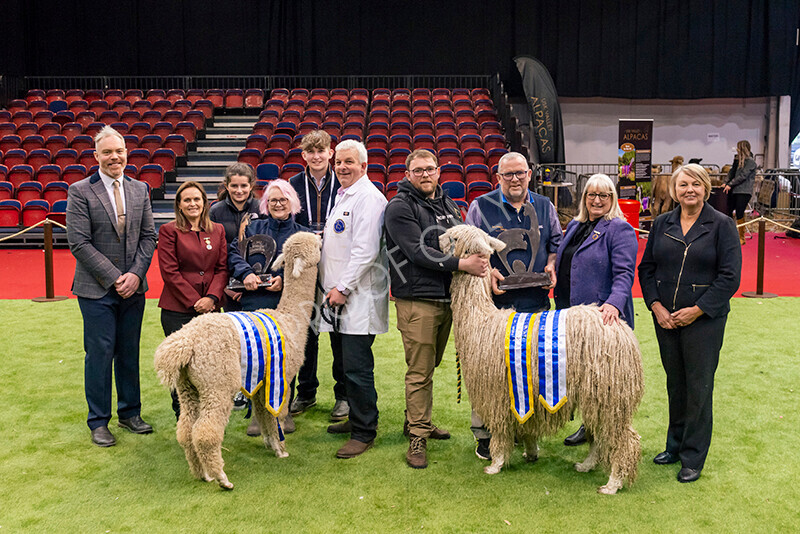 IWM0307 
 Photography of BAS National Show 2023 
 Keywords: Surrey Photographer, Alpacas, Suri, Huacaya, 2023, BAS, British Alpaca Society, Alpaca, Suri, Huacaya, Fleece Judging, Halter Show