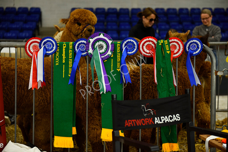 IWP4866 
 HOEAG Spring Fiesta 2024 
 Keywords: Heart of England Alpaca Group, Spring Fiesta 2024, Alpaca Show, Fleece Show Alpaca, Suri, Huacaya