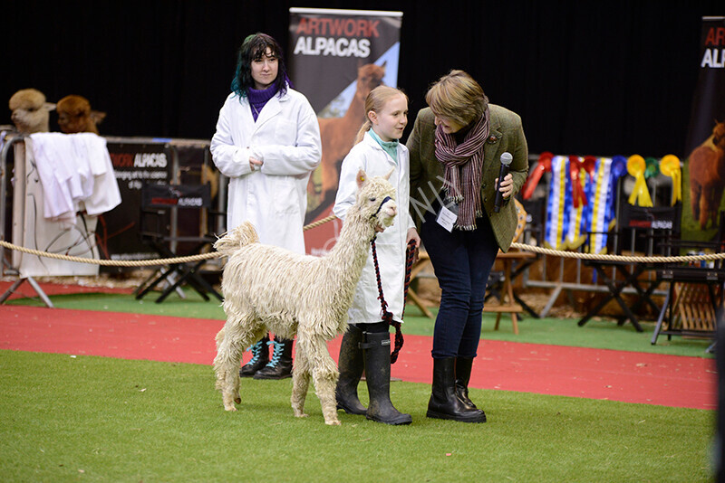 IWM9899 
 Photography of BAS National Show 2023 
 Keywords: Surrey Photographer, Alpacas, Suri, Huacaya, 2023, BAS, British Alpaca Society, Alpaca, Suri, Huacaya, Fleece Judging, Halter Show