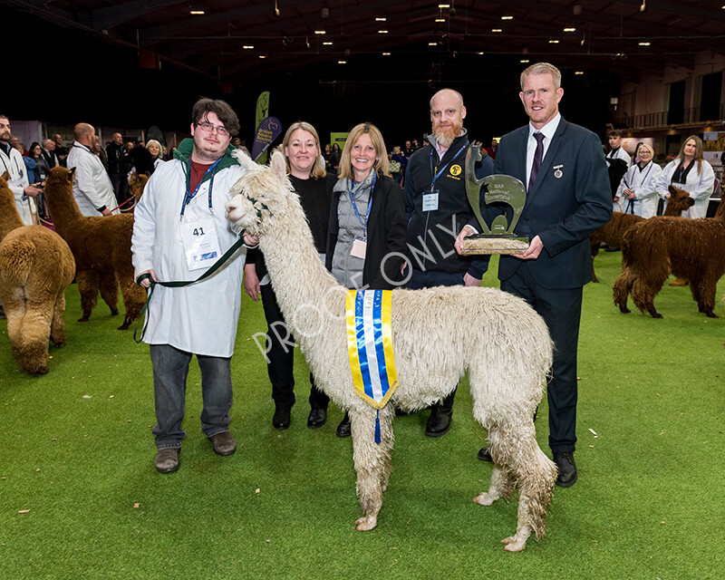 IWM6058 
 BAS National Show 2022 
 Keywords: Surrey Photographer, Alpacas, Suri, Huacaya, BAS National Show 2022, BAS' British Alpaca Society