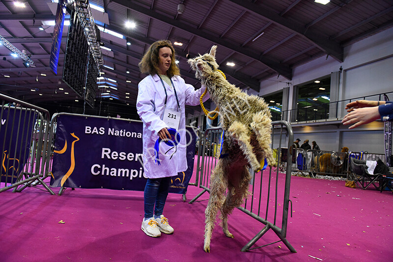 IWM5200 
 BAS National Show 2022 
 Keywords: Surrey Photographer, Alpacas, Suri, Huacaya, BAS National Show 2022, BAS' British Alpaca Society