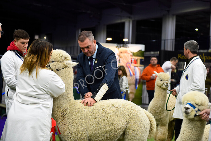 IWP0411 
 BAS National Show 2024 
 Keywords: British Alpaca Society, National Show, 2024, Champion of Champions Fleece Show, Alpaca, Suri, Huacaya