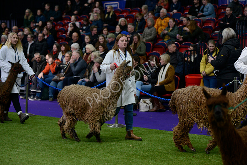 IWM5849 
 BAS National Show 2024 
 Keywords: British Alpaca Society, National Show, 2024, Champion of Champions Fleece Show, Alpaca, Suri, Huacaya