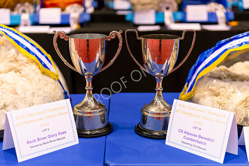 IWM8499 
 Photography of BAS National Show 2023 
 Keywords: Surrey Photographer, Alpacas, Suri, Huacaya, 2023, BAS, British Alpaca Society, Alpaca, Suri, Huacaya, Fleece Judging, Halter Show