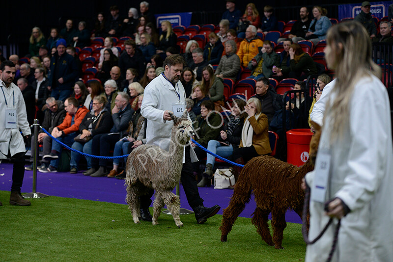 IWM5845 
 BAS National Show 2024 
 Keywords: British Alpaca Society, National Show, 2024, Champion of Champions Fleece Show, Alpaca, Suri, Huacaya