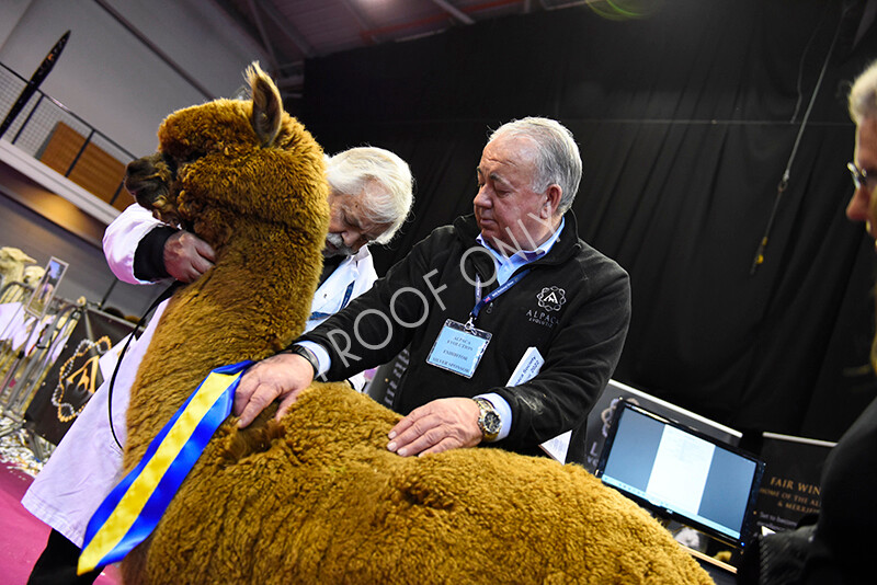 IWM5224 
 BAS National Show 2022 
 Keywords: Surrey Photographer, Alpacas, Suri, Huacaya, BAS National Show 2022, BAS' British Alpaca Society