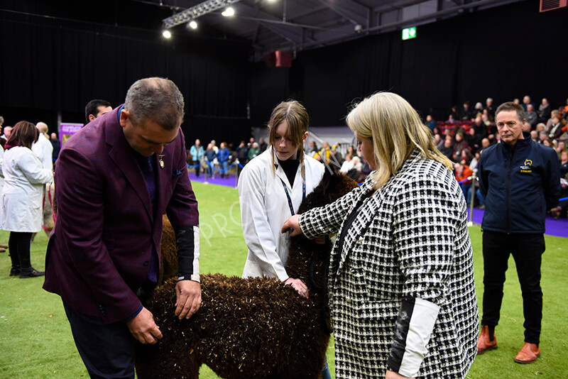 IWP1711 
 BAS National Show 2024 
 Keywords: British Alpaca Society, National Show, 2024, Champion of Champions Fleece Show, Alpaca, Suri, Huacaya