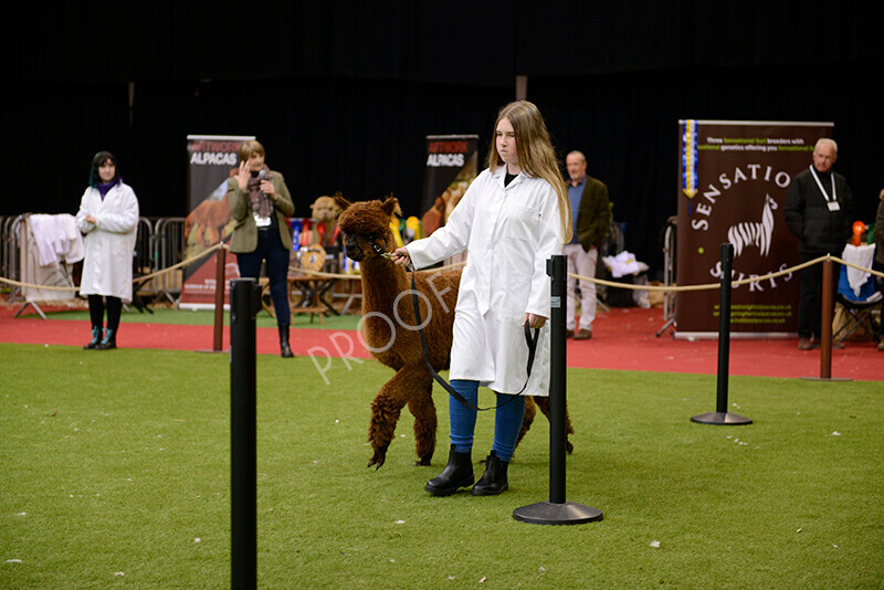 IWM9956 
 Photography of BAS National Show 2023 
 Keywords: Surrey Photographer, Alpacas, Suri, Huacaya, 2023, BAS, British Alpaca Society, Alpaca, Suri, Huacaya, Fleece Judging, Halter Show