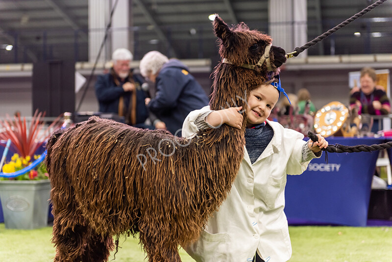 IWP0732 
 BAS National Show 2024 
 Keywords: British Alpaca Society, National Show, 2024, Champion of Champions Fleece Show, Alpaca, Suri, Huacaya