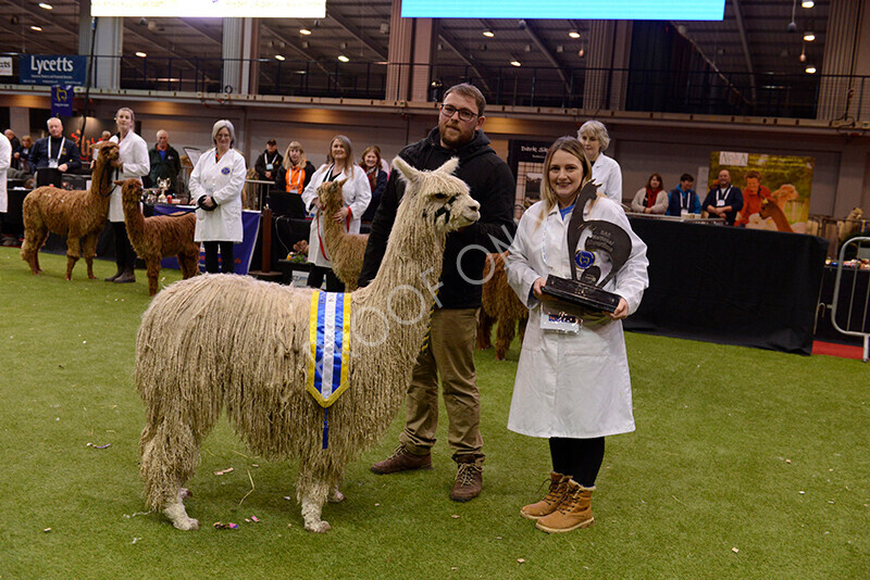 IWM0176 
 Photography of BAS National Show 2023 
 Keywords: Surrey Photographer, Alpacas, Suri, Huacaya, 2023, BAS, British Alpaca Society, Alpaca, Suri, Huacaya, Fleece Judging, Halter Show