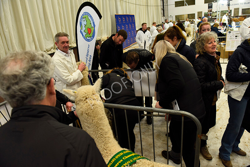 IWP4565 
 HOEAG Spring Fiesta 2024 
 Keywords: Heart of England Alpaca Group, Spring Fiesta 2024, Alpaca Show, Fleece Show Alpaca, Suri, Huacaya