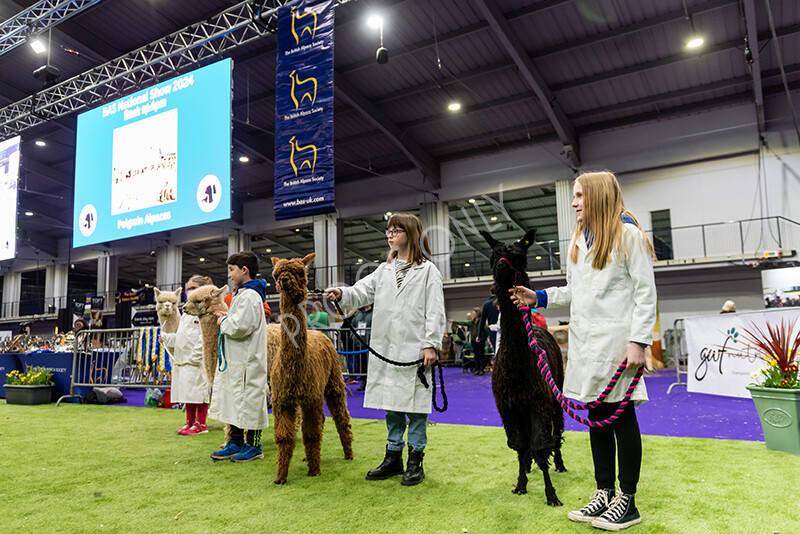 IWP0751 
 BAS National Show 2024 
 Keywords: British Alpaca Society, National Show, 2024, Champion of Champions Fleece Show, Alpaca, Suri, Huacaya