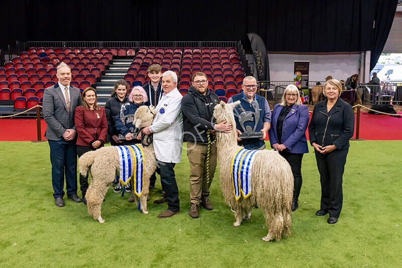 IWM0306 
 Photography of BAS National Show 2023 
 Keywords: Surrey Photographer, Alpacas, Suri, Huacaya, 2023, BAS, British Alpaca Society, Alpaca, Suri, Huacaya, Fleece Judging, Halter Show