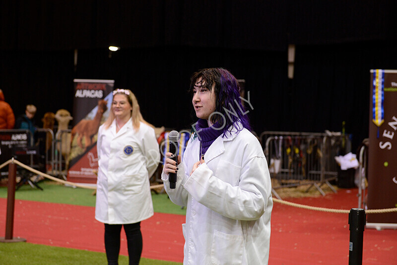 IWM0035 
 Photography of BAS National Show 2023 
 Keywords: Surrey Photographer, Alpacas, Suri, Huacaya, 2023, BAS, British Alpaca Society, Alpaca, Suri, Huacaya, Fleece Judging, Halter Show