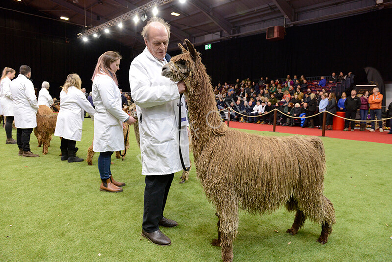 IWM0129 
 Photography of BAS National Show 2023 
 Keywords: Surrey Photographer, Alpacas, Suri, Huacaya, 2023, BAS, British Alpaca Society, Alpaca, Suri, Huacaya, Fleece Judging, Halter Show