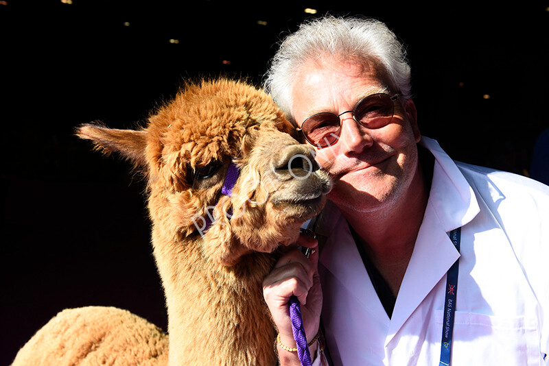 IWM5142 
 BAS National Show 2022 
 Keywords: Surrey Photographer, Alpacas, Suri, Huacaya, BAS National Show 2022, BAS' British Alpaca Society