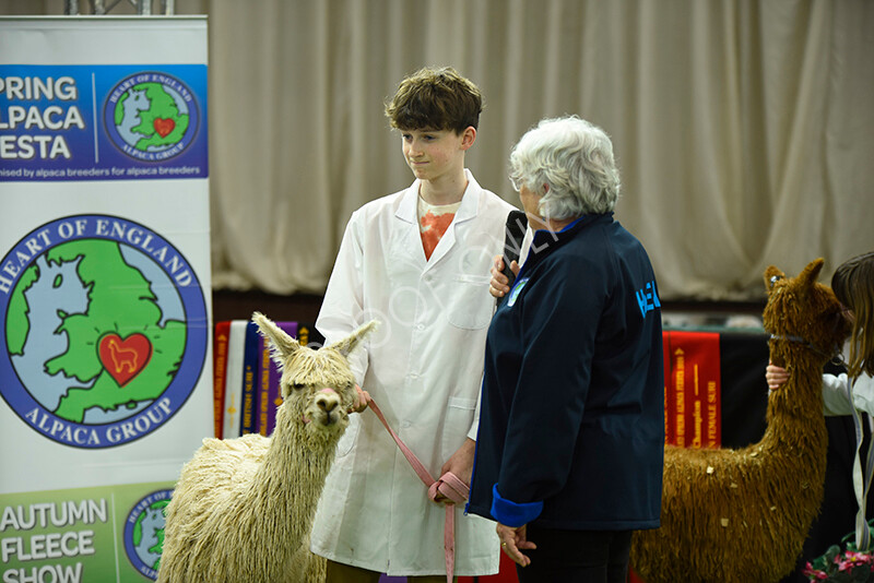 IWP3980 
 HOEAG Spring Fiesta 2024 
 Keywords: Heart of England Alpaca Group, Spring Fiesta 2024, Alpaca Show, Fleece Show Alpaca, Suri, Huacaya