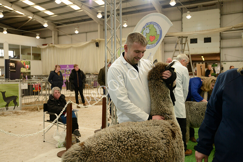 IWM7421 
 HoEAG Spring Fiesta 2022 
 Keywords: Surrey Photographer, Alpacas, Suri, Huacaya, HoEAG, Spring Fiesta, 2022, Heart of England Alpaca Group