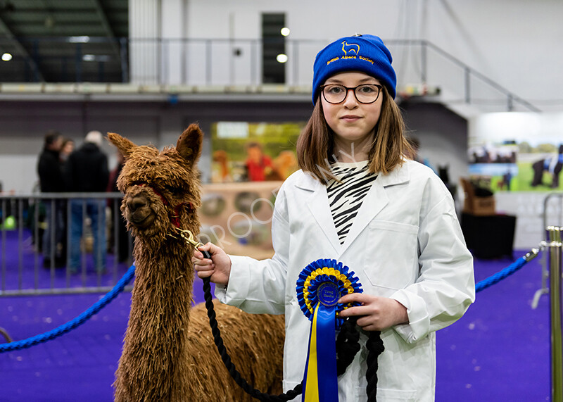 IWP0862 
 BAS National Show 2024 
 Keywords: British Alpaca Society, National Show, 2024, Champion of Champions Fleece Show, Alpaca, Suri, Huacaya