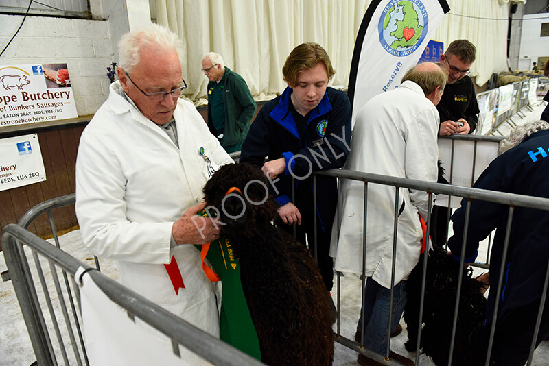 IWP3538 
 HOEAG Spring Fiesta 2024 
 Keywords: Heart of England Alpaca Group, Spring Fiesta 2024, Alpaca Show, Fleece Show Alpaca, Suri, Huacaya