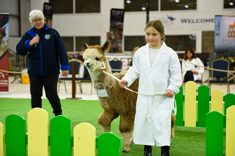 IWP2529 
 HoEAG Spring Fiesta 2023 
 Keywords: Surrey Photographer, Alpacas, Suri, Huacaya, HoEAG, Spring Fiesta, 2023, Heart of England Alpaca Group