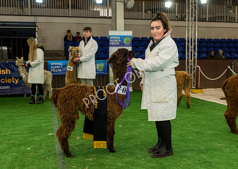 IWP8367 
 HoEAG Spring Fiesta 2022 
 Keywords: Surrey Photographer, Alpacas, Suri, Huacaya, HoEAG, Spring Fiesta, 2022, Heart of England Alpaca Group