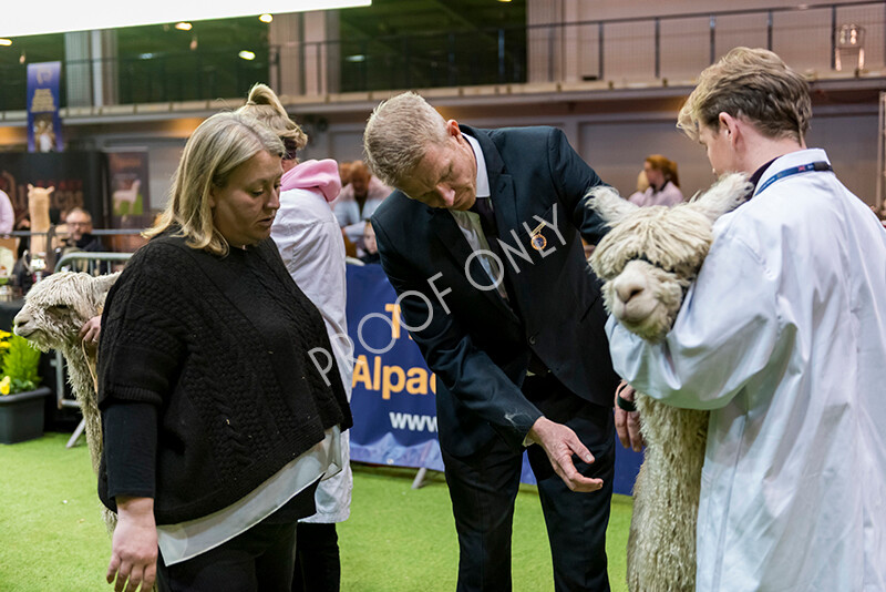 IWM5932 
 BAS National Show 2022 
 Keywords: Surrey Photographer, Alpacas, Suri, Huacaya, BAS National Show 2022, BAS' British Alpaca Society