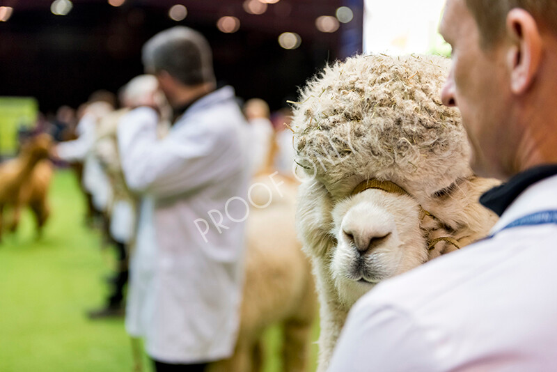 IWM6011 
 BAS National Show 2022 
 Keywords: Surrey Photographer, Alpacas, Suri, Huacaya, BAS National Show 2022, BAS' British Alpaca Society