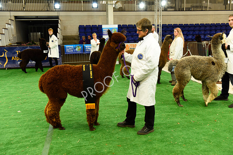 IWP8459 
 HoEAG Spring Fiesta 2022 
 Keywords: Surrey Photographer, Alpacas, Suri, Huacaya, HoEAG, Spring Fiesta, 2022, Heart of England Alpaca Group