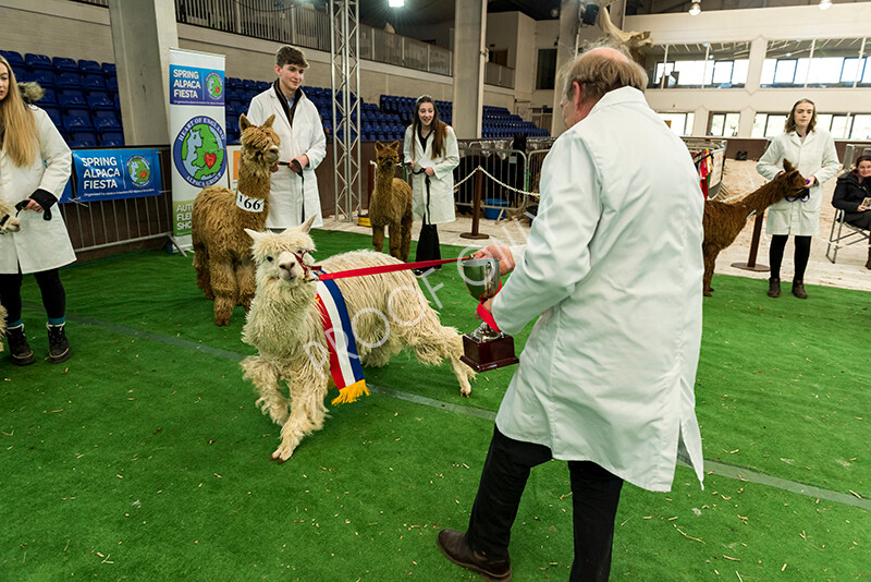 IWP8376 
 HoEAG Spring Fiesta 2022 
 Keywords: Surrey Photographer, Alpacas, Suri, Huacaya, HoEAG, Spring Fiesta, 2022, Heart of England Alpaca Group