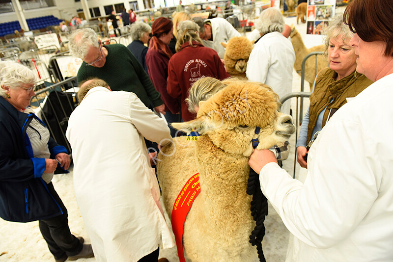 IWP4119 
 HOEAG Spring Fiesta 2024 
 Keywords: Heart of England Alpaca Group, Spring Fiesta 2024, Alpaca Show, Fleece Show Alpaca, Suri, Huacaya