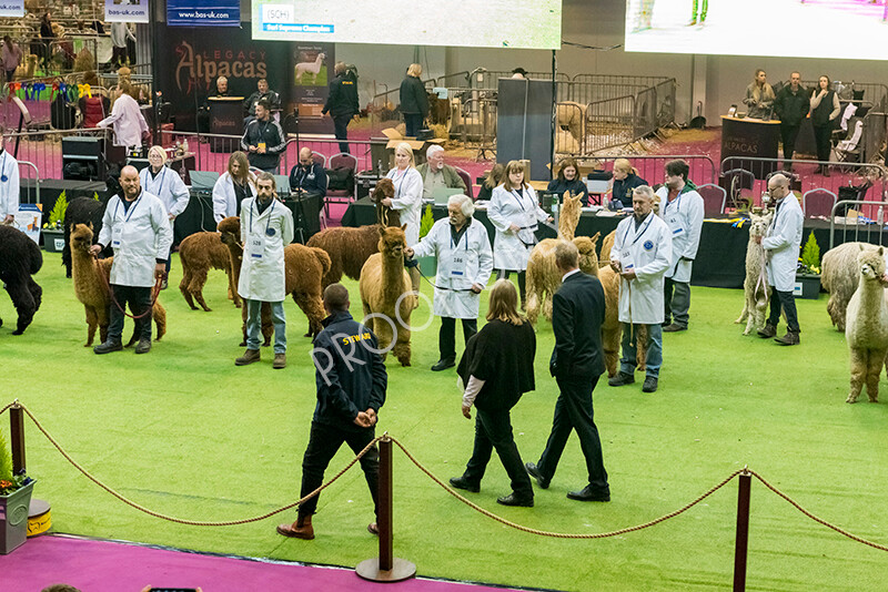 IWM5960 
 BAS National Show 2022 
 Keywords: Surrey Photographer, Alpacas, Suri, Huacaya, BAS National Show 2022, BAS' British Alpaca Society