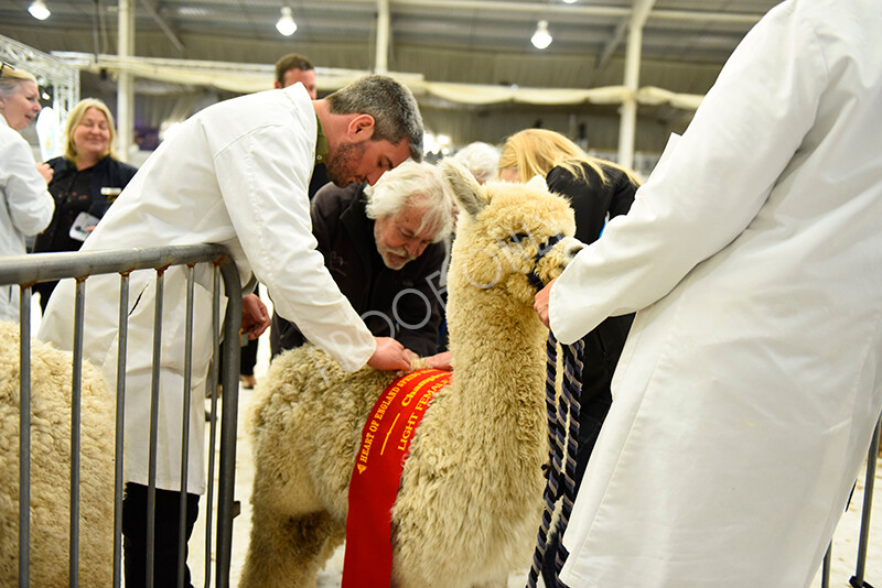 IWP4267 
 HOEAG Spring Fiesta 2024 
 Keywords: Heart of England Alpaca Group, Spring Fiesta 2024, Alpaca Show, Fleece Show Alpaca, Suri, Huacaya