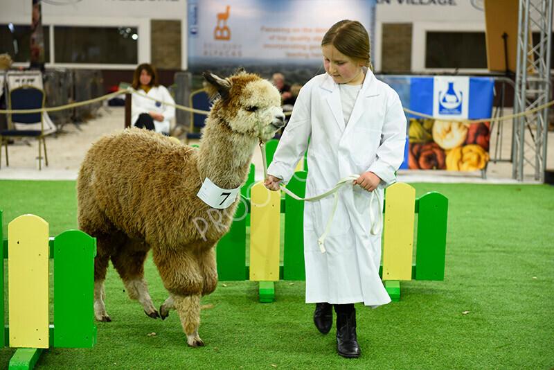 IWP2532 
 HoEAG Spring Fiesta 2023 
 Keywords: Surrey Photographer, Alpacas, Suri, Huacaya, HoEAG, Spring Fiesta, 2023, Heart of England Alpaca Group