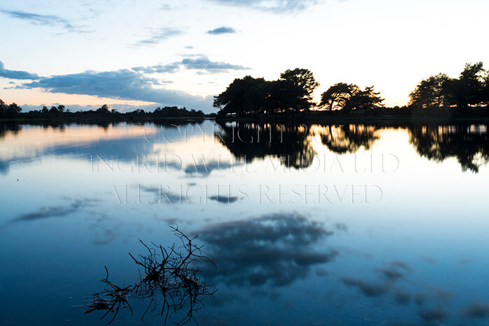 IWM9297 
 NEW FOREST 
 Keywords: INGRID WEEL MEDIA LTD, CORPORATE PHOTOGRAPHY SURREY, BUSINES PHOTOGRAPHY, WEDDING PHOTOGRAPHY, FINE ART PHOTOGRAPHY, FAMILY PHOTOGRAPHY, SOCIAL, BRITISH WILDLIFE, FALLOW DEER, DONKEY, SWAN, HATCHET POND