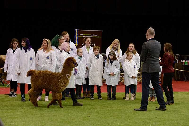 IWM9790 
 Photography of BAS National Show 2023 
 Keywords: Surrey Photographer, Alpacas, Suri, Huacaya, 2023, BAS, British Alpaca Society, Alpaca, Suri, Huacaya, Fleece Judging, Halter Show