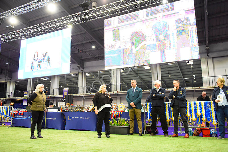 IWP9806 
 BAS National Show 2024 
 Keywords: British Alpaca Society, National Show, 2024, Champion of Champions Fleece Show, Alpaca, Suri, Huacaya