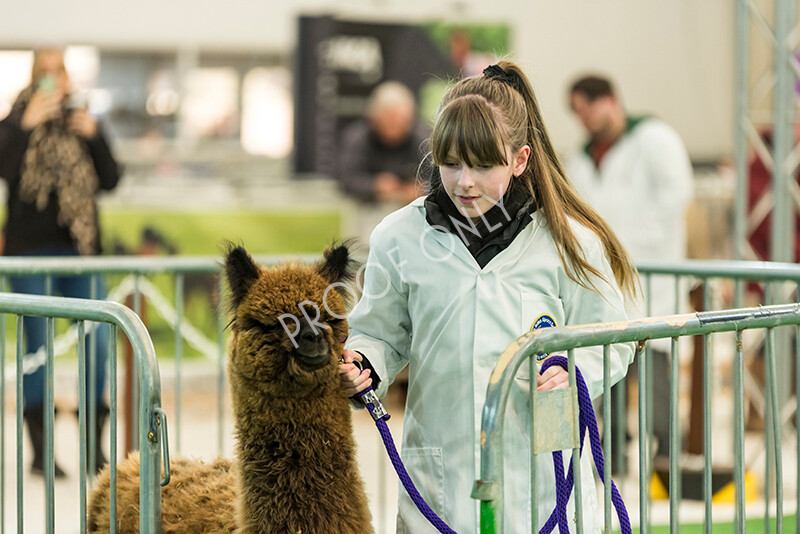 IWP7619 
 HoEAG Spring Fiesta 2022 
 Keywords: Surrey Photographer, Alpacas, Suri, Huacaya, HoEAG, Spring Fiesta, 2022, Heart of England Alpaca Group