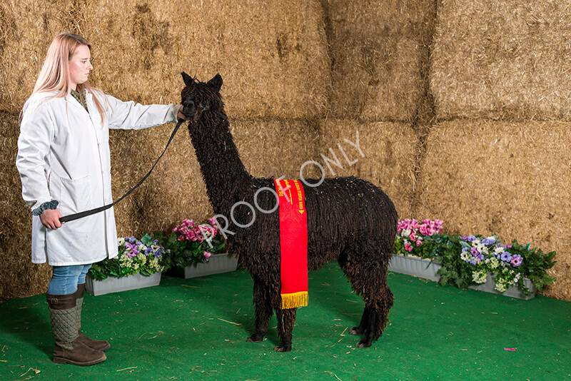 IWM7449 
 HoEAG Spring Fiesta 2022 
 Keywords: Surrey Photographer, Alpacas, Suri, Huacaya, HoEAG, Spring Fiesta, 2022, Heart of England Alpaca Group