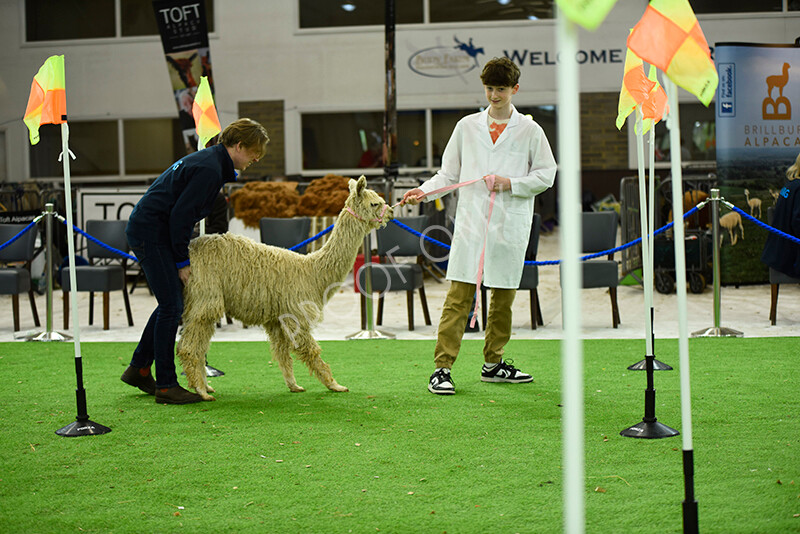 IWP3948 
 HOEAG Spring Fiesta 2024 
 Keywords: Heart of England Alpaca Group, Spring Fiesta 2024, Alpaca Show, Fleece Show Alpaca, Suri, Huacaya