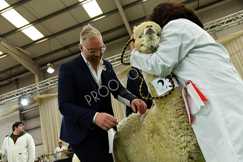 IWP3011 
 HoEAG Spring Fiesta 2023 
 Keywords: Surrey Photographer, Alpacas, Suri, Huacaya, HoEAG, Spring Fiesta, 2023, Heart of England Alpaca Group