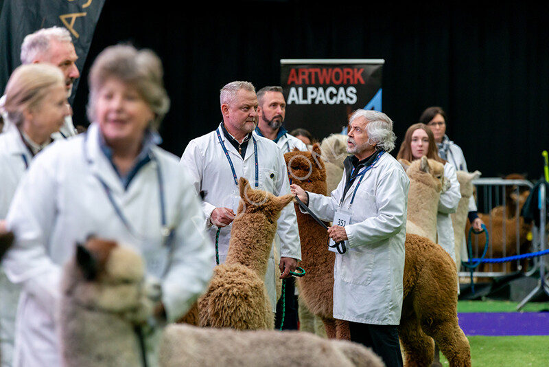 IWM5913 
 BAS National Show 2024 
 Keywords: British Alpaca Society, National Show, 2024, Champion of Champions Fleece Show, Alpaca, Suri, Huacaya