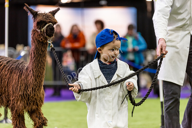 IWP0723 
 BAS National Show 2024 
 Keywords: British Alpaca Society, National Show, 2024, Champion of Champions Fleece Show, Alpaca, Suri, Huacaya