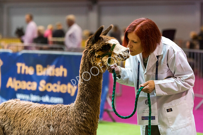 IWM4627 
 BAS National Show 2022 
 Keywords: Surrey Photographer, Alpacas, Suri, Huacaya, BAS National Show 2022, BAS' British Alpaca Society