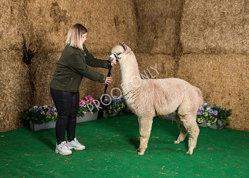 IWM7479 
 HoEAG Spring Fiesta 2022 
 Keywords: Surrey Photographer, Alpacas, Suri, Huacaya, HoEAG, Spring Fiesta, 2022, Heart of England Alpaca Group